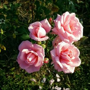 Meet your Posher, Donna